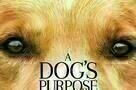 A Dogs Purpose - Poster