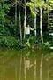A Floresta de Jonathas 04