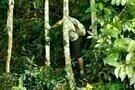 A Floresta de Jonathas 07