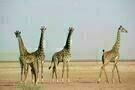 African Safari