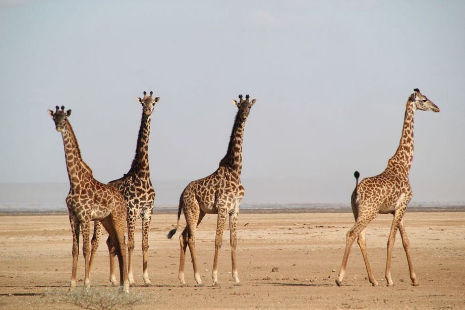 African Safari