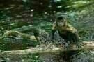 Amazonia 01