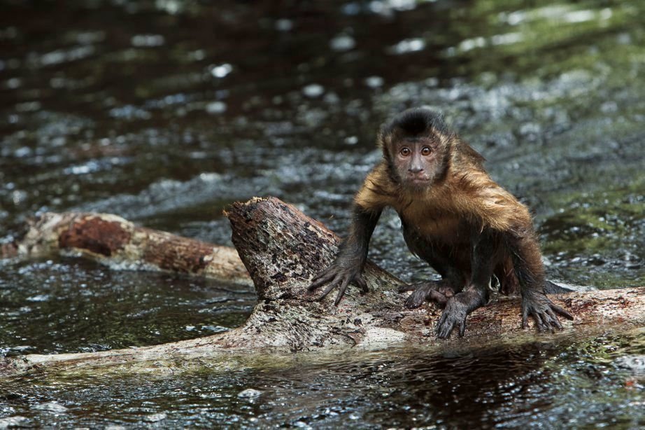 Amazonia 01
