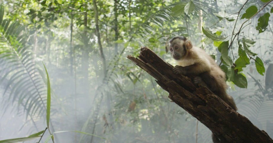 Amazonia 02