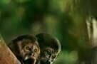 Amazonia 04