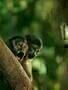 Amazonia 04