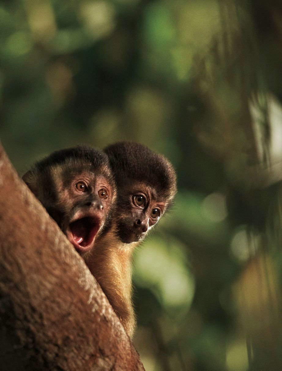 Amazonia 04