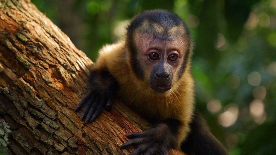 Amazonia