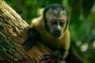 Amazonia