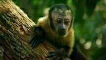 Amazonia Amazonia