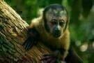 Amazonia