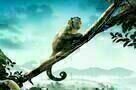 Amazonia - Plakat