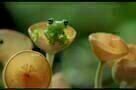 Amazonia - Trailer