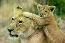 Animals in Love Animals in Love