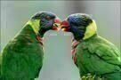 Animals in Love
