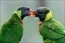 Animals in Love