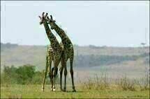 Animals in Love Animals in Love