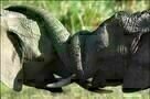 Animals in Love