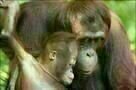 Animals in Love