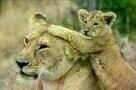 Animals in Love