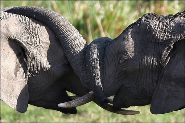 Animals in Love Animals in Love