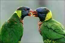 Animals in Love Animals in Love