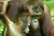 Animals in Love Animals in Love
