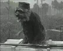 animaux2 animaux2