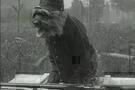 animaux2