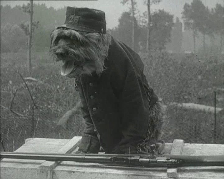 animaux2
