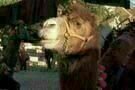 Arabian Nights Volume 1 01