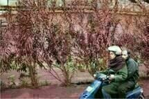 Attenberg 4 Attenberg 4