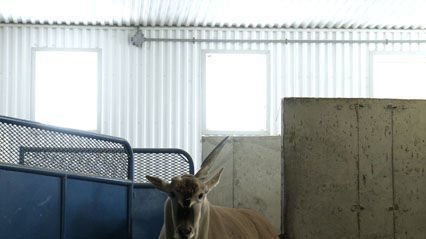 Bestiaire 3 Bestiaire 3