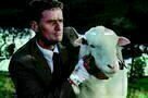Black Sheep