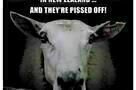 Black Sheep - Poster