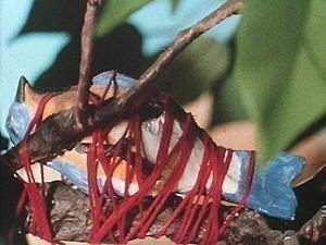 Blood Tea and Red String