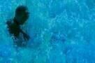 Blue Bird 3