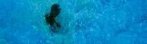 Blue Bird 3