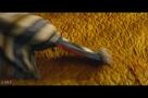 Bone Lake - Trailer