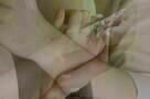 Breaking Dawn - Bis(s) zum Ende der Nacht - Teil 2 - Teaser