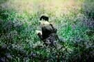 Bright Star – Meine Liebe. Ewig