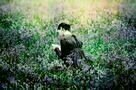 Bright Star – Meine Liebe. Ewig