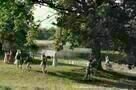 Bright Star