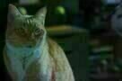 Cats & Dogs 3: Pfoten vereint! - Trailer