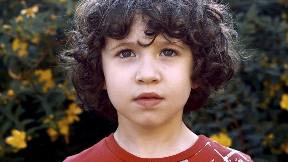 Cicade Pequena
