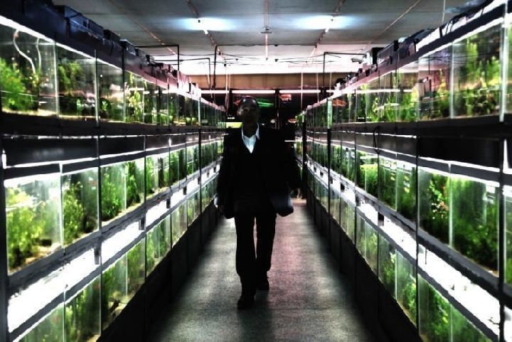 Cold Fish 11
