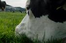 Cow - Ausschnitt