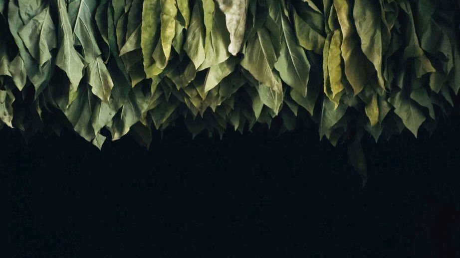 Dao Khanong 04 Dao Khanong 04