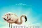 Das Geheimnis der Flamingos