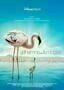 Das Geheimnis der Flamingos